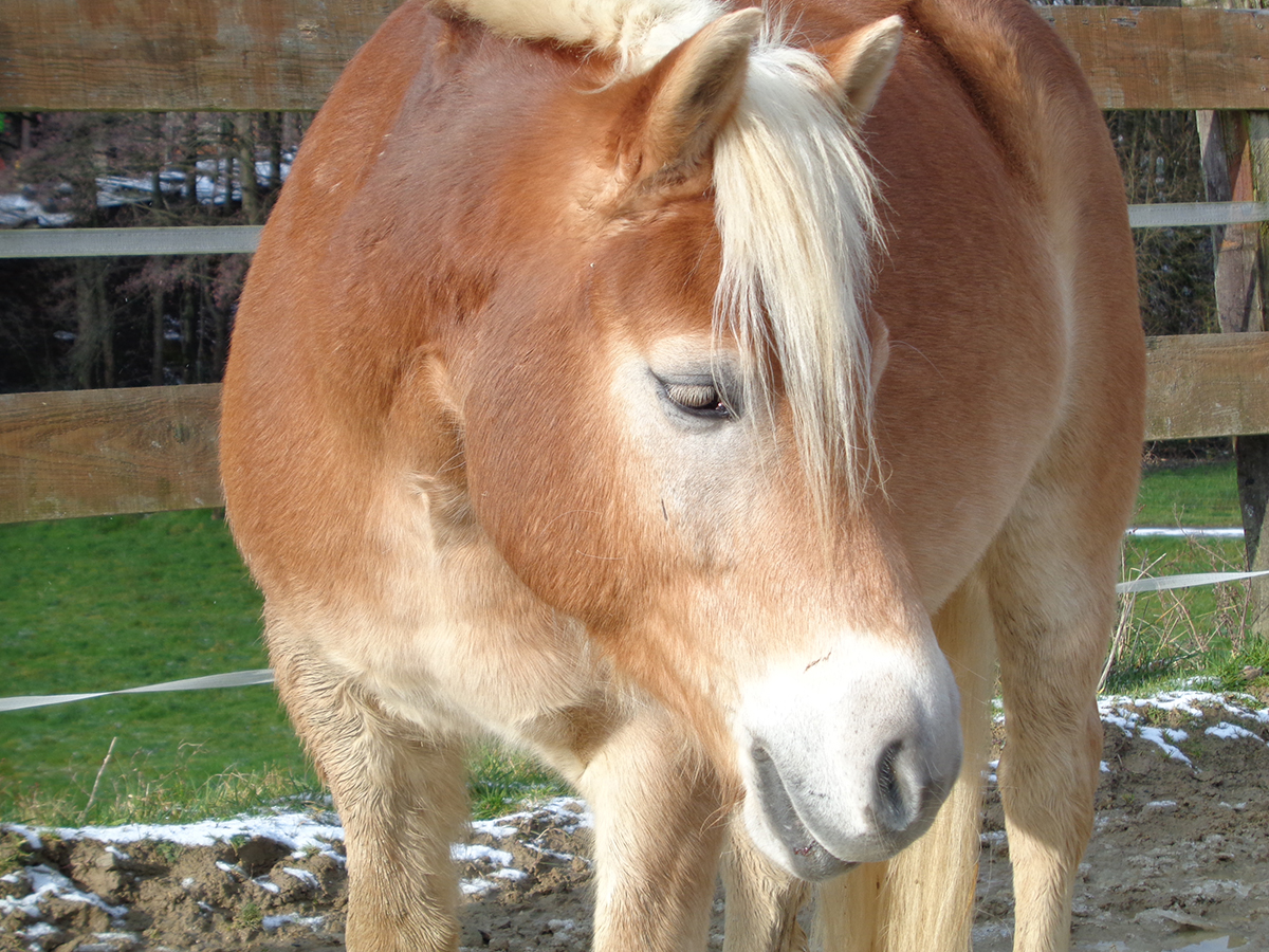 Alf